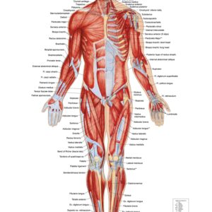 Advanced Body Work Collection