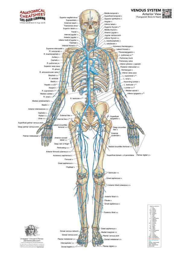 Venos System Venous System – Anterior - Dynamic Health Therapy | Physiotherapy ...