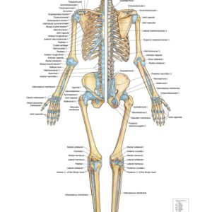 Joints and Ligaments System – Anterior
