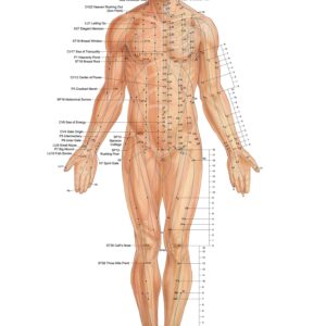 Acupressure System – Anterior