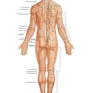 Acupressure System – Posterior
