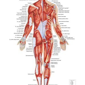 Muscular System – Posterior