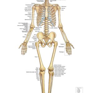 Basic Body Work Collection