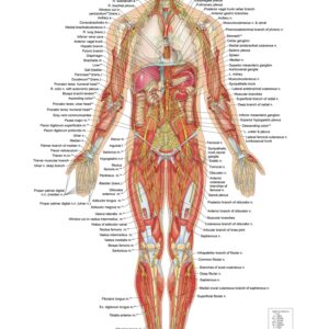 Nervous System – Anterior