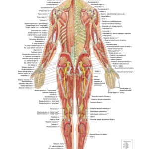Nervous System – Posterior