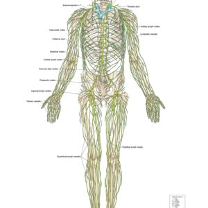 Lymphatic System – Anterior