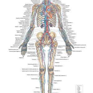 Circulatory System – Anterior