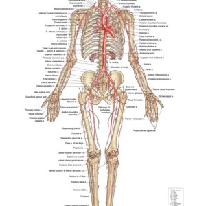 Arterial System – Anterior