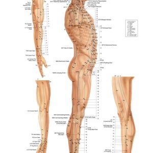 Acupressure System – Lateral